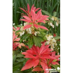 PIERIS japonica 'Forest...