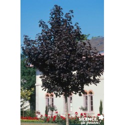 ACER platanoides 'Crimson...