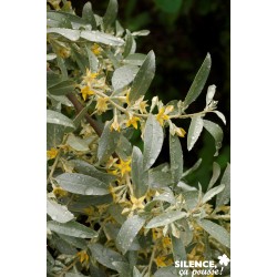 ELAEAGNUS commutata...