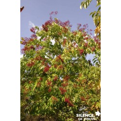 TETRADIUM daniellii FF...