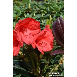 RHODODENDRON nain...