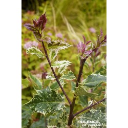ILEX aquifolium 'Ingramii'...