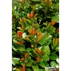 PRUNUS laurocerasus 'Etna'...