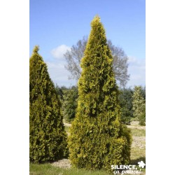 THUJA occidentalis 'Golden...