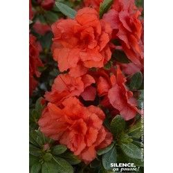 AZALEA Repetita® 'Coral' FF...
