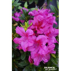 AZALEA Repetita® 'Violet'...