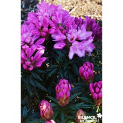 RHODODENDRON hybride...