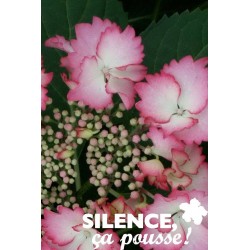 HYDRANGEA macrophylla...