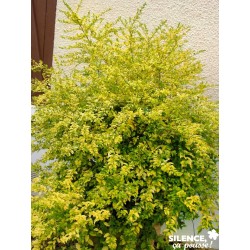 LIGUSTRUM ovalifolium...
