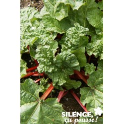 RHUBARBE 'Frambozen Rood'...