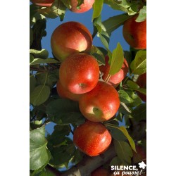 POMMIER 'Ariane' COV GOB C10L