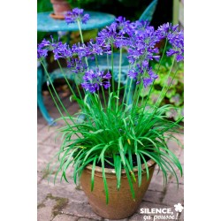 AGAPANTHUS Brilliant Blue®...