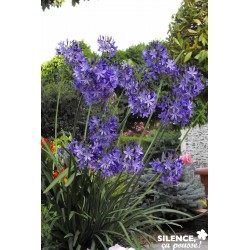 AGAPANTHUS 'Northern Star'...