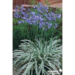 AGAPANTHUS Silver Moon®...