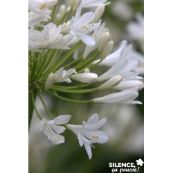 AGAPANTHUS 'Bridal Bouquet'...