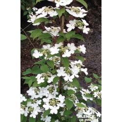 VIBURNUM plicatum...