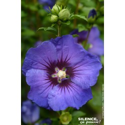 HIBISCUS syriacus...