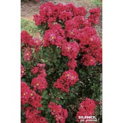 LAGERSTROEMIA indica...