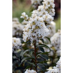 LAGERSTROEMIA indica...
