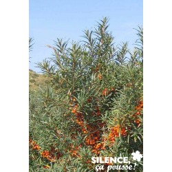 HIPPOPHAE rhamnoides FF C4.5L