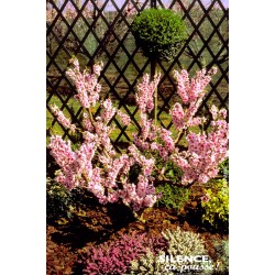 PECHER nain Amber® COV ¼TG C7L