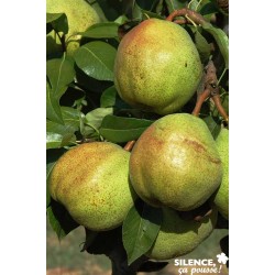 POIRIER nain Garden Pearl®...