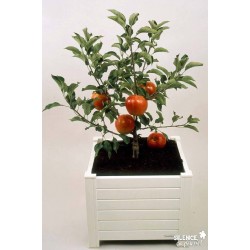 POMMIER nain 'Garden Sun...