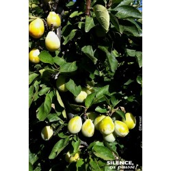 PRUNIER nain Goldust® COV...