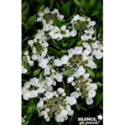 HYDRANGEA macrophylla...