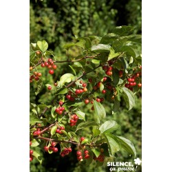MALUS 'Red Jewel' FF QUEN C10L