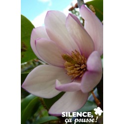 MICHELIA Fairy Magnolia...