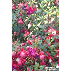 FUCHSIA Collection FF C3L