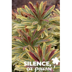 EUPHORBIA martini Ascot...