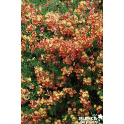 CYTISUS scoparius...