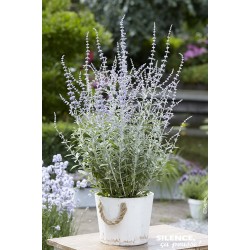 PEROVSKIA atriplicifolia...