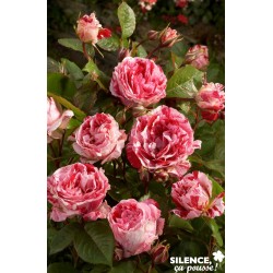 ROSIER GF Scentimental® COV...