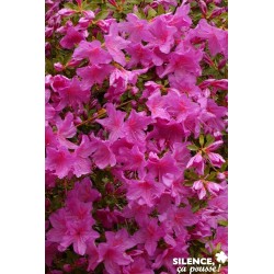 AZALEA japonica 'Blue...
