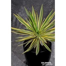 YUCCA gloriosa 'Variegata'...