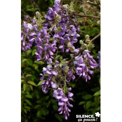 WISTERIA brachybotrys...