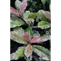 PHOTINIA serratifolia 'Pink...