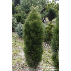 PINUS nigra 'Green Tower'...