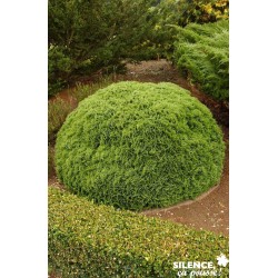 THUJA occidentalis 'Danica'...