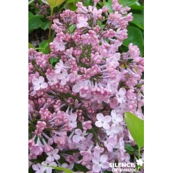 SYRINGA hyacinthiflora...
