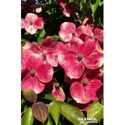 CORNUS 'Soleil Rouge'...