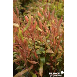 LEUCOTHOE 'Little Flames'...