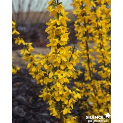 FORSYTHIA intermedia 'Week...