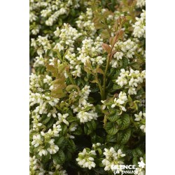 LEUCOTHOE axillaris...