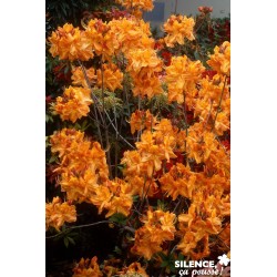 AZALEA mollis 'Klondyke' FF...