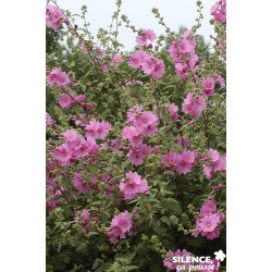 LAVATERA 'Bredon Springs'...
