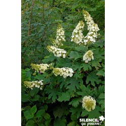 HYDRANGEA quercifolia...